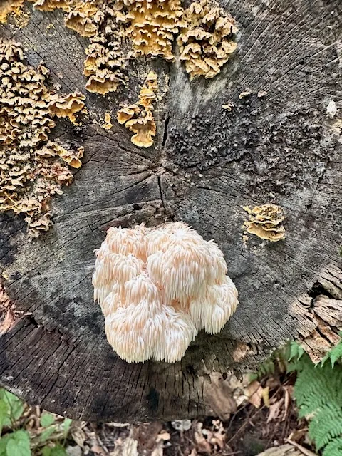 Lion’s mane mushroom growing on a cut log beside a trail